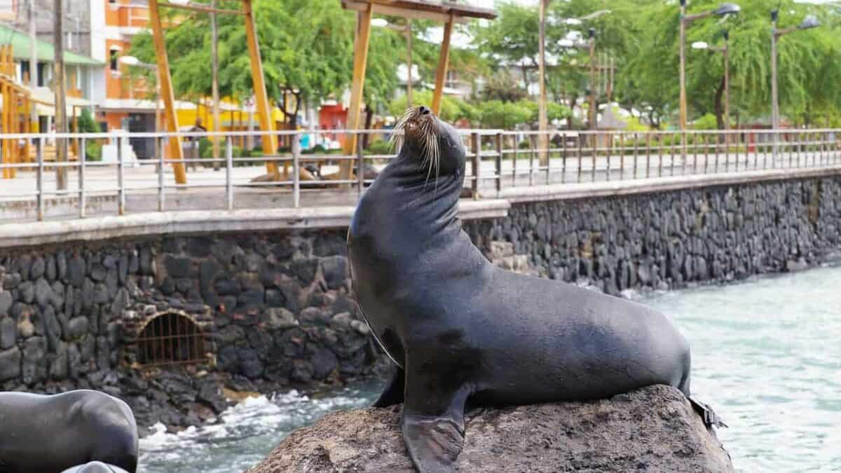 sea lion, galapagos island, waters, nature, sea, sea creatures, wildlife, sea lion, sea lion, sea lion, sea lion, sea lion