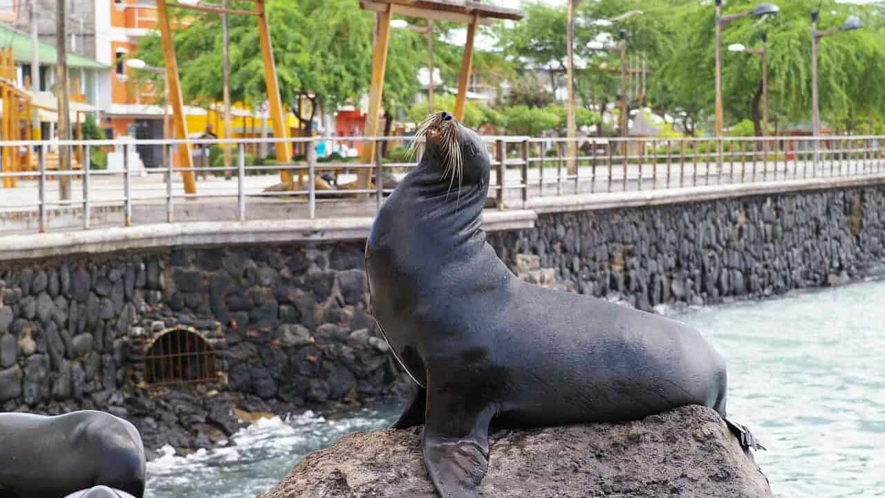 sea lion, galapagos island, waters, nature, sea, sea creatures, wildlife, sea lion, sea lion, sea lion, sea lion, sea lion