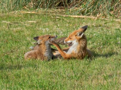 How Urban Foxes Are Thriving in American Cities