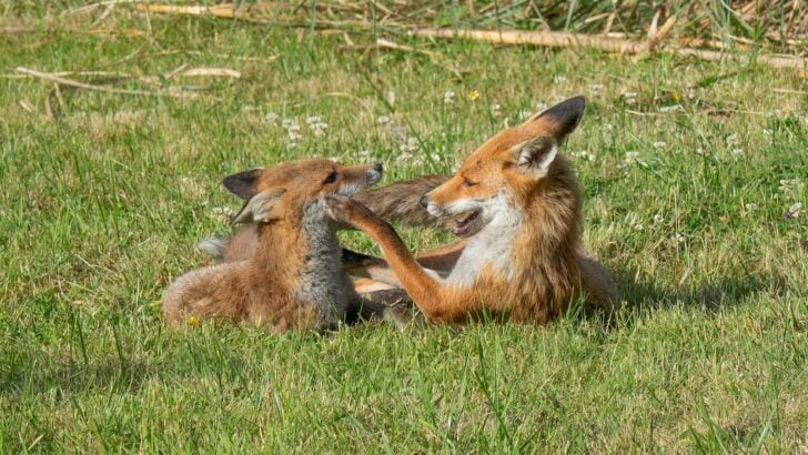 How Urban Foxes Are Thriving in American Cities