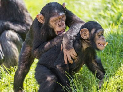 Top Locations to See Wild Chimpanzees in Their Forest Homes