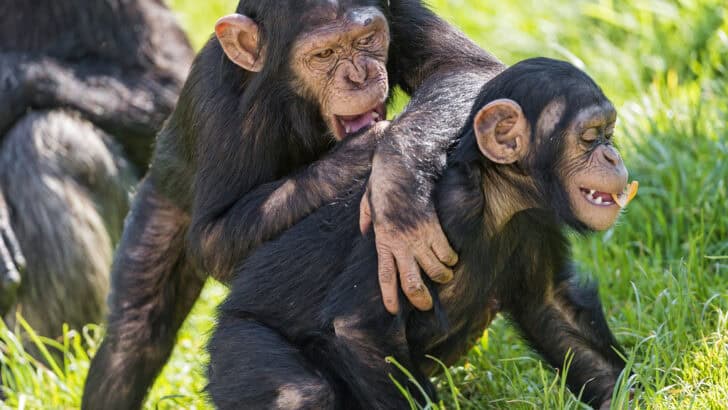Top Locations to See Wild Chimpanzees in Their Forest Homes