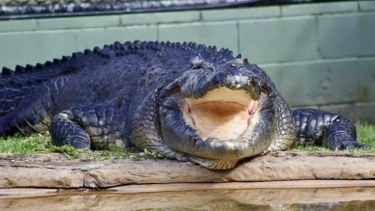 A large alligator laying on top of a wooden log