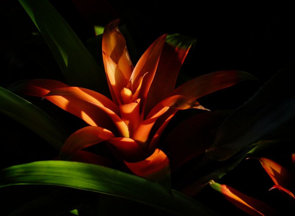 Bromeliad