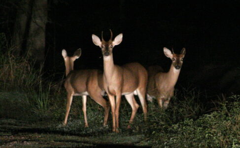 Why Animals Are Becoming More Nocturnal Around Humans