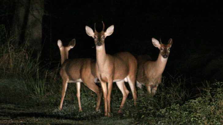 Why Animals Are Becoming More Nocturnal Around Humans