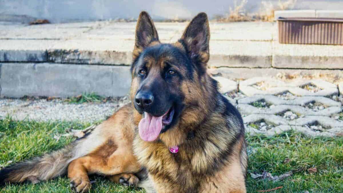 A calm German Shepherd dog lying on grass outdoors, showcasing its iconic features.