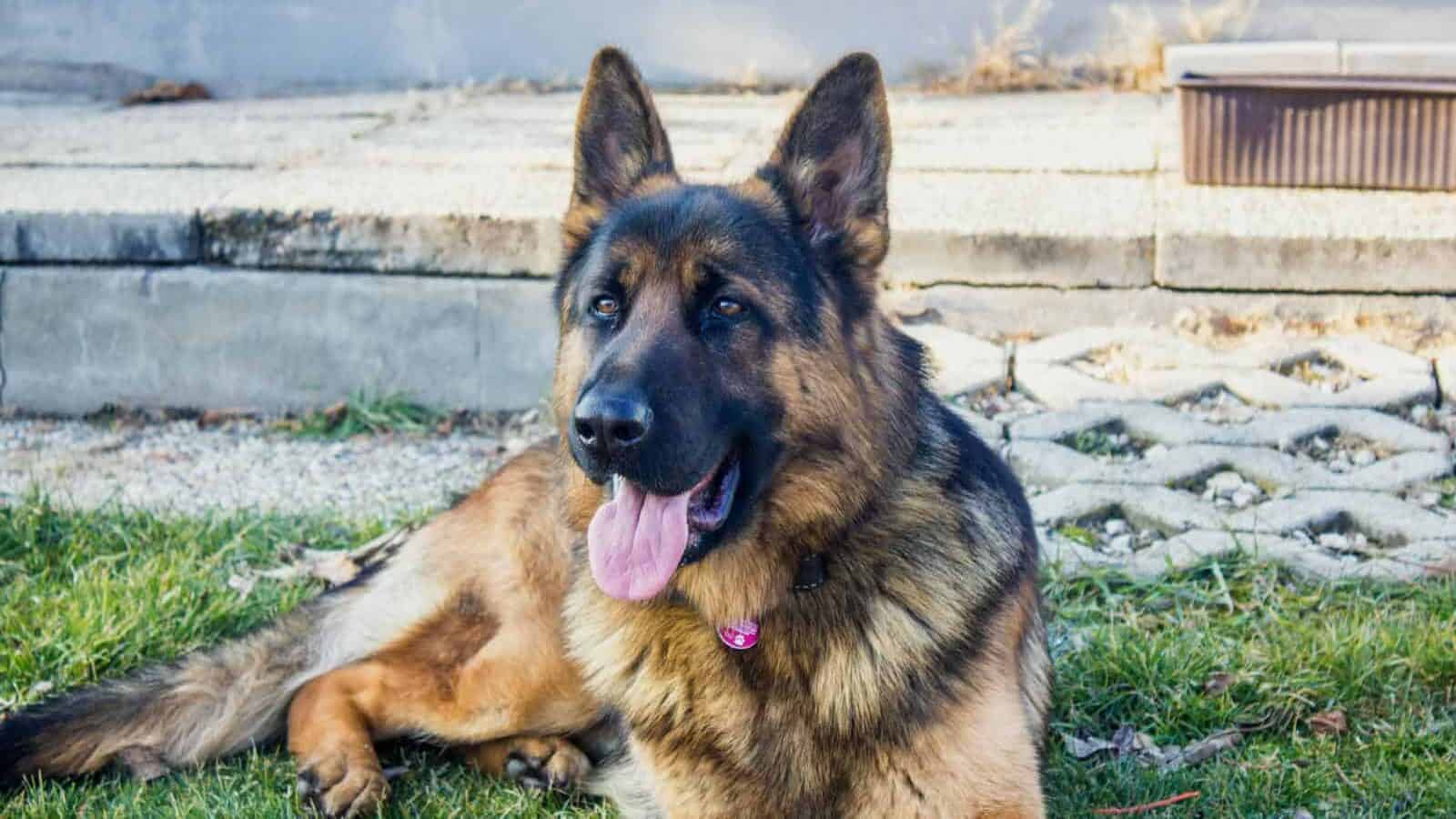 A calm German Shepherd dog lying on grass outdoors, showcasing its iconic features.