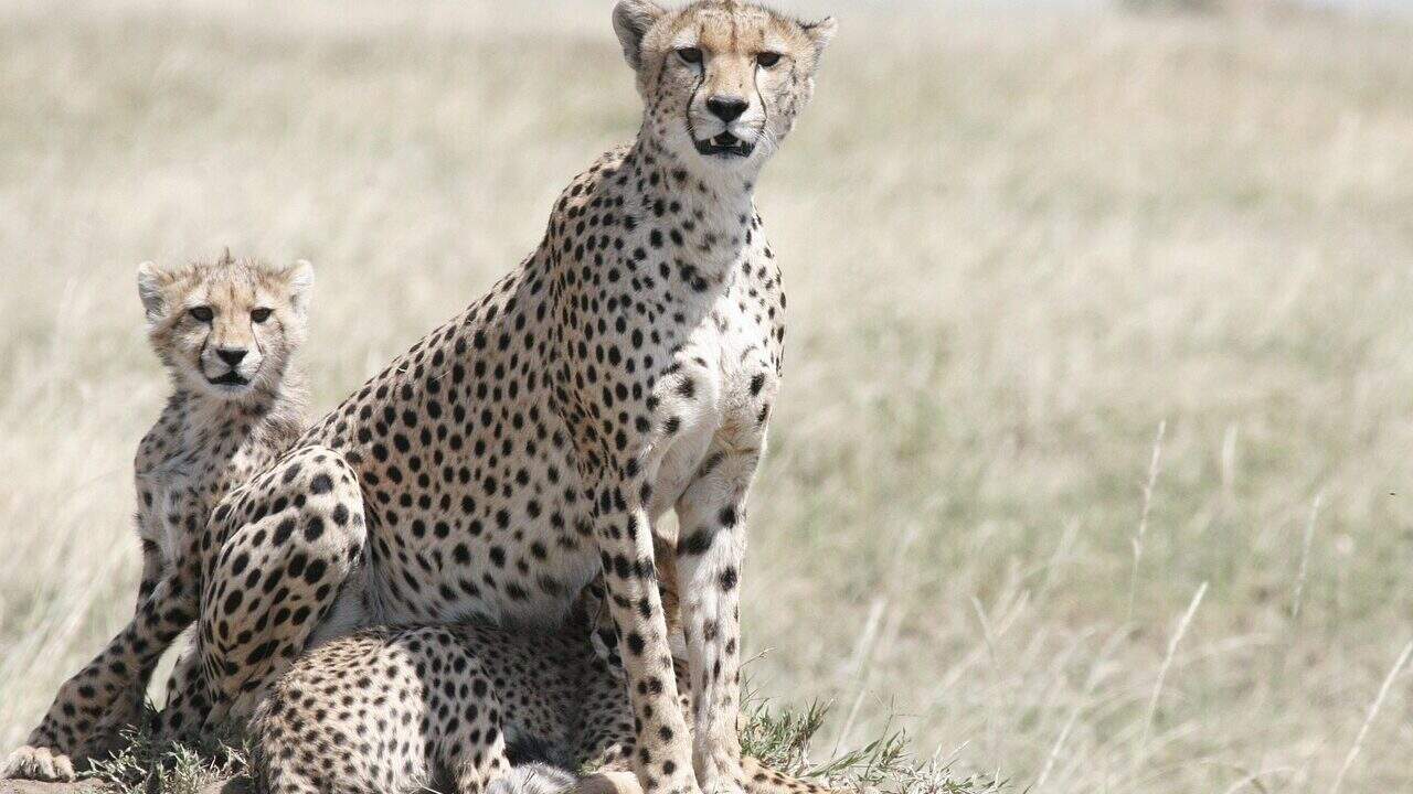 cheetah, cheetah mother, cheetah cub, wildlife, wild, carnivore, nature, pet, safari, cat, predator, mammal, savannah, kenya, spotted, fast, animal, feline, tanzania, mother, cubs, serengeti