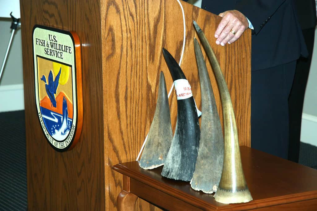 Rhino horn