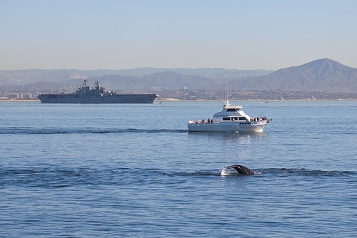 Dolphin