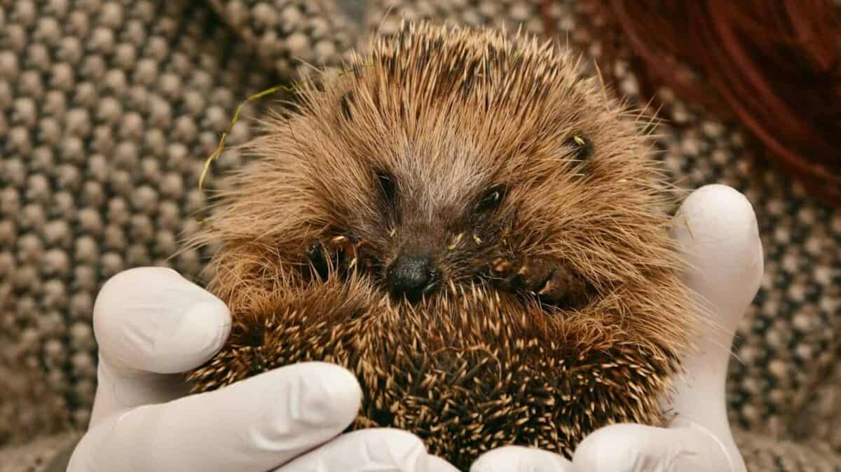 Hedgehog being held