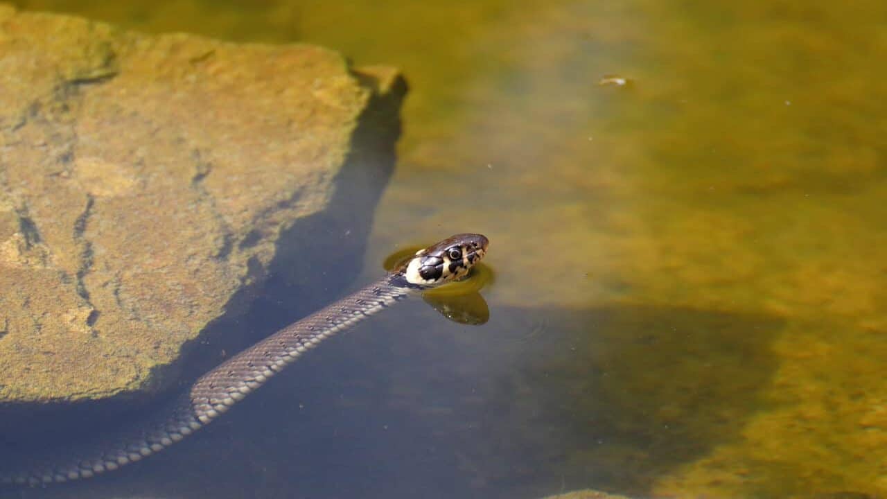 grass snake, waters, nature, in the free, daylight
