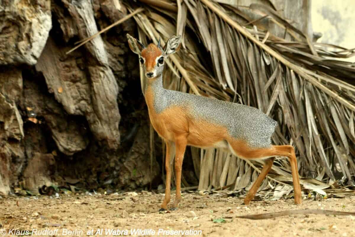 Phillips Dikdik