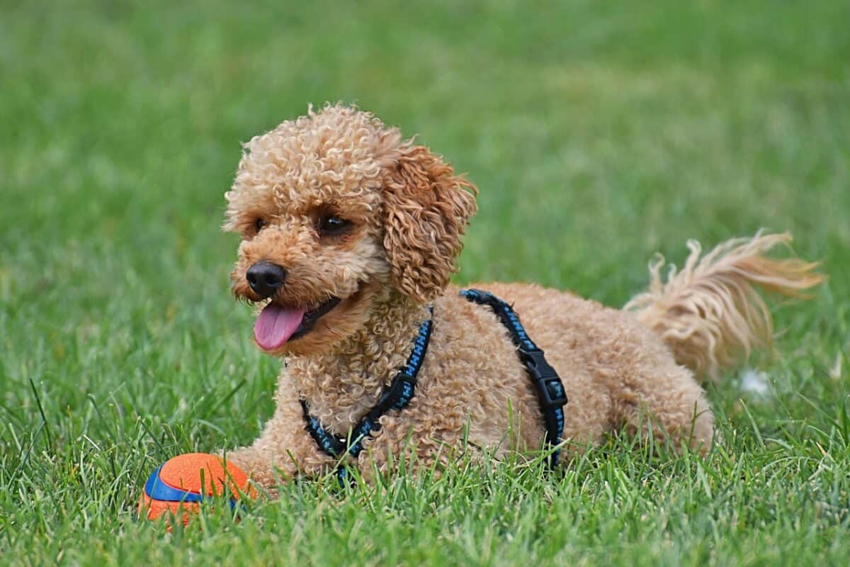 poodle, pet, dog, domestic animal, cute, to play, nature, adorable, animal