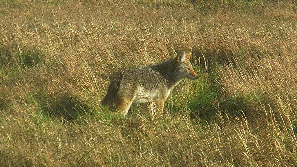 Coyote