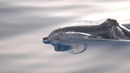 Dolphin Brains Compare to Those of Apes and Humans