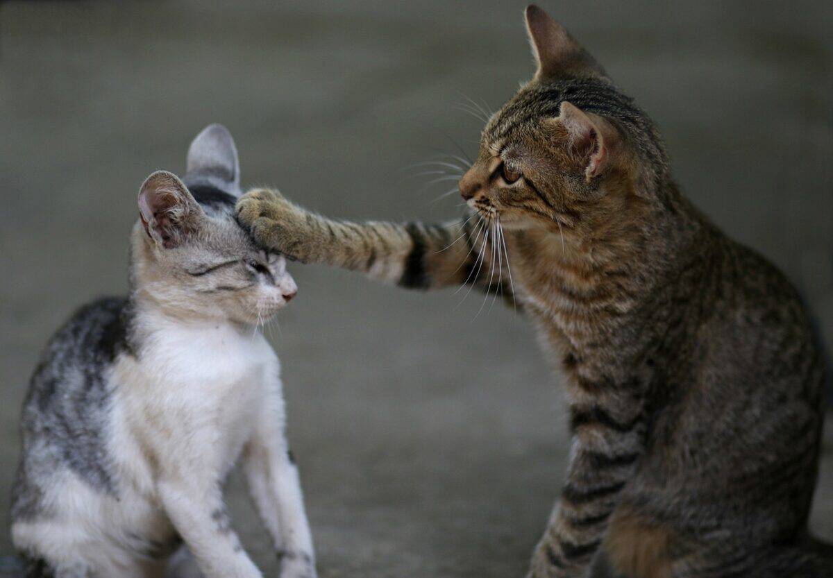 the cat, two, play, catlike, animated, cute, funny, animated, funny, funny, funny, funny, funny