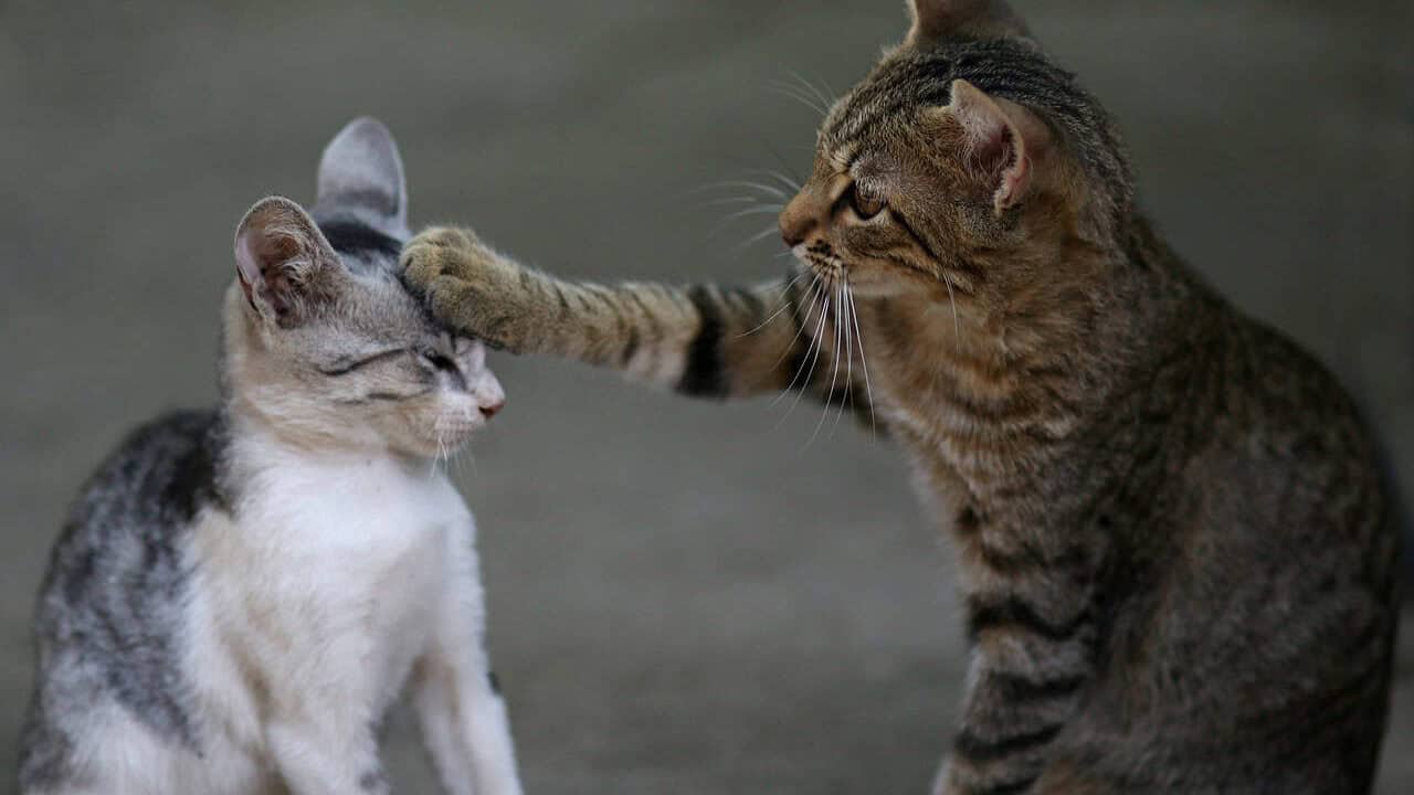 the cat, two, play, catlike, animated, cute, funny, animated, funny, funny, funny, funny, funny