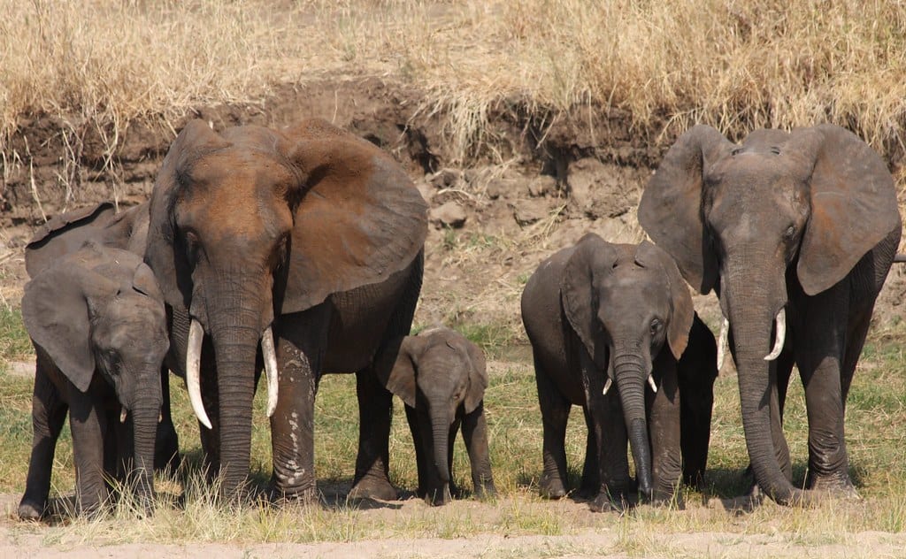 Elephant family