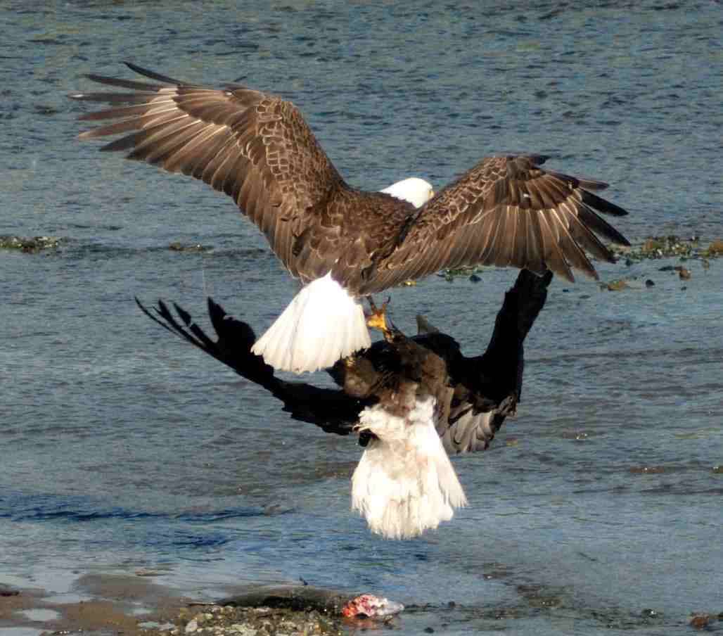 Bald Eagles Fighting