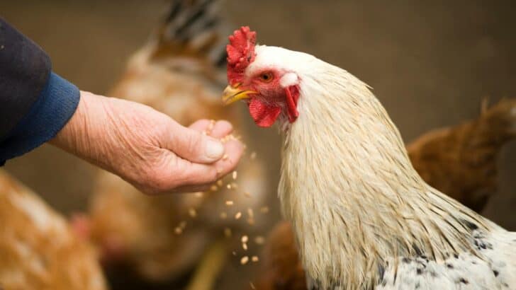 Can You Really Train a Chicken?