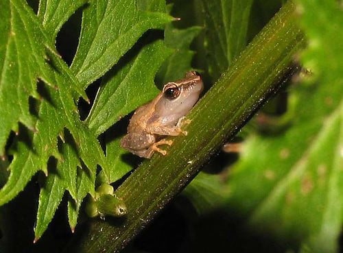 Coqui Frog