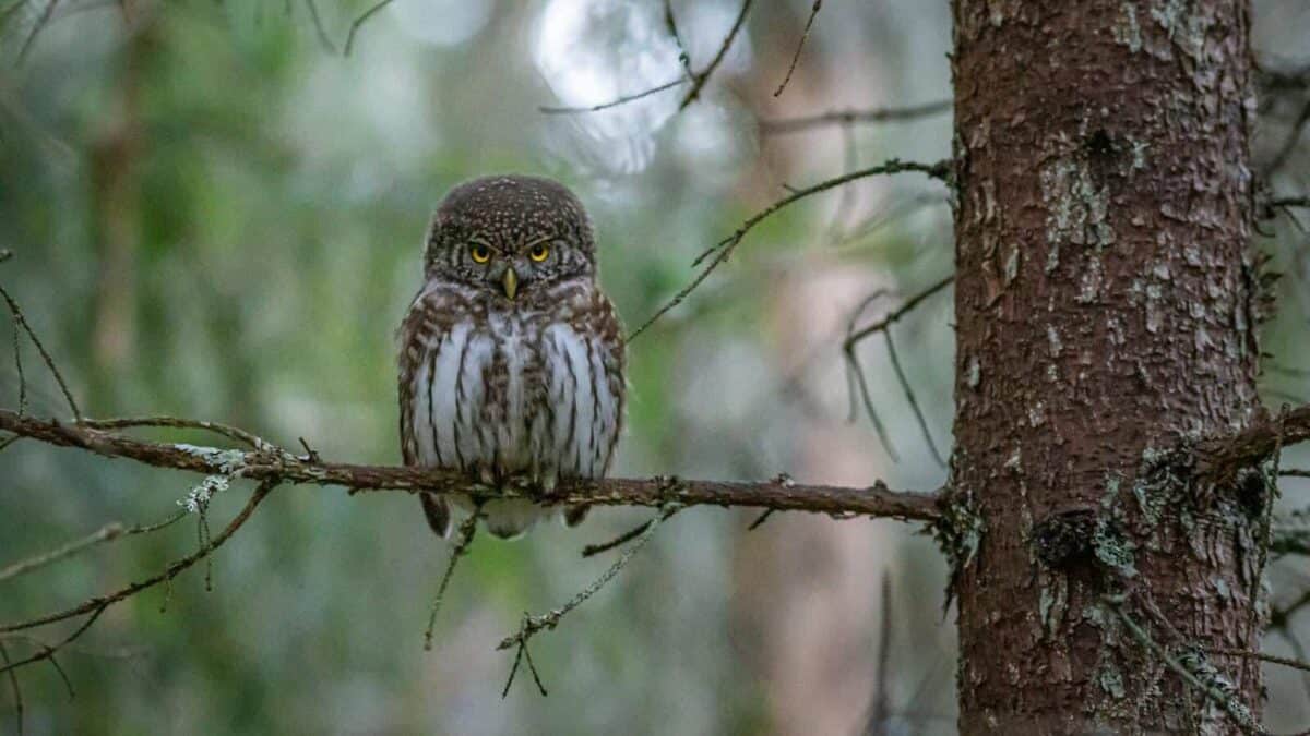 Close-up of Eurasian pygmy owl (Glaucidium passerinum) perched on tree branch in woodland.