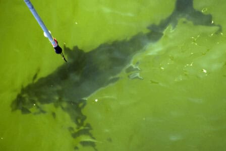How Scientists Tag and Track Sharks Off Florida’s Coast