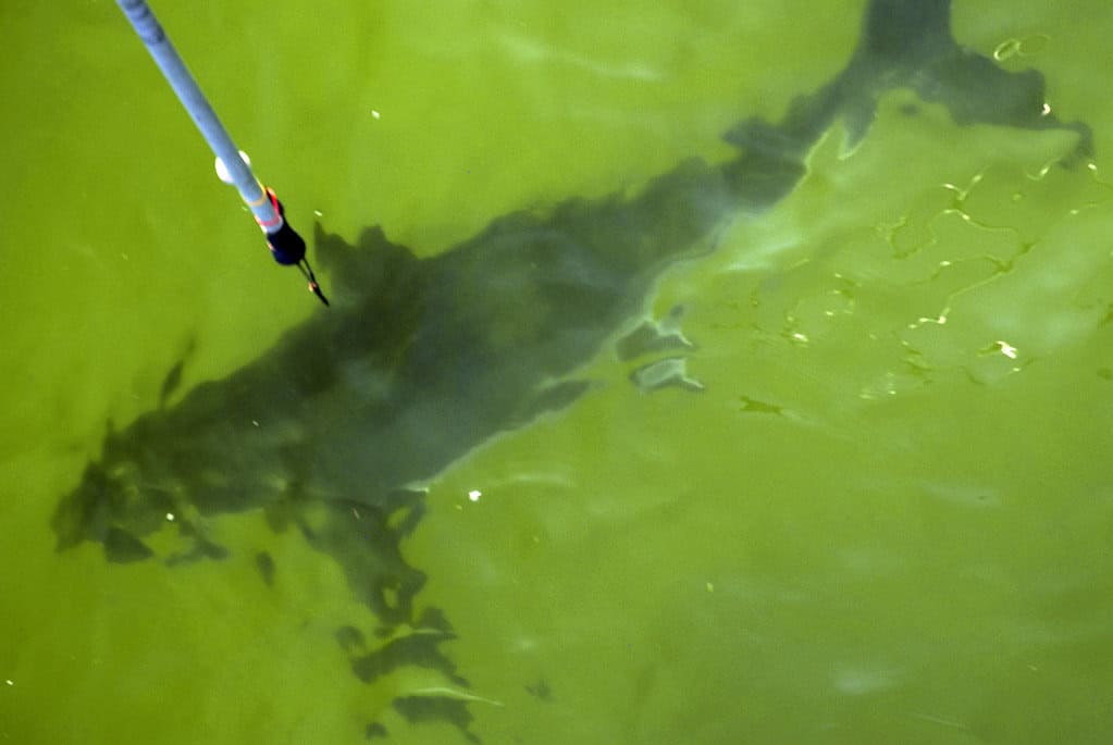 Shark tagging