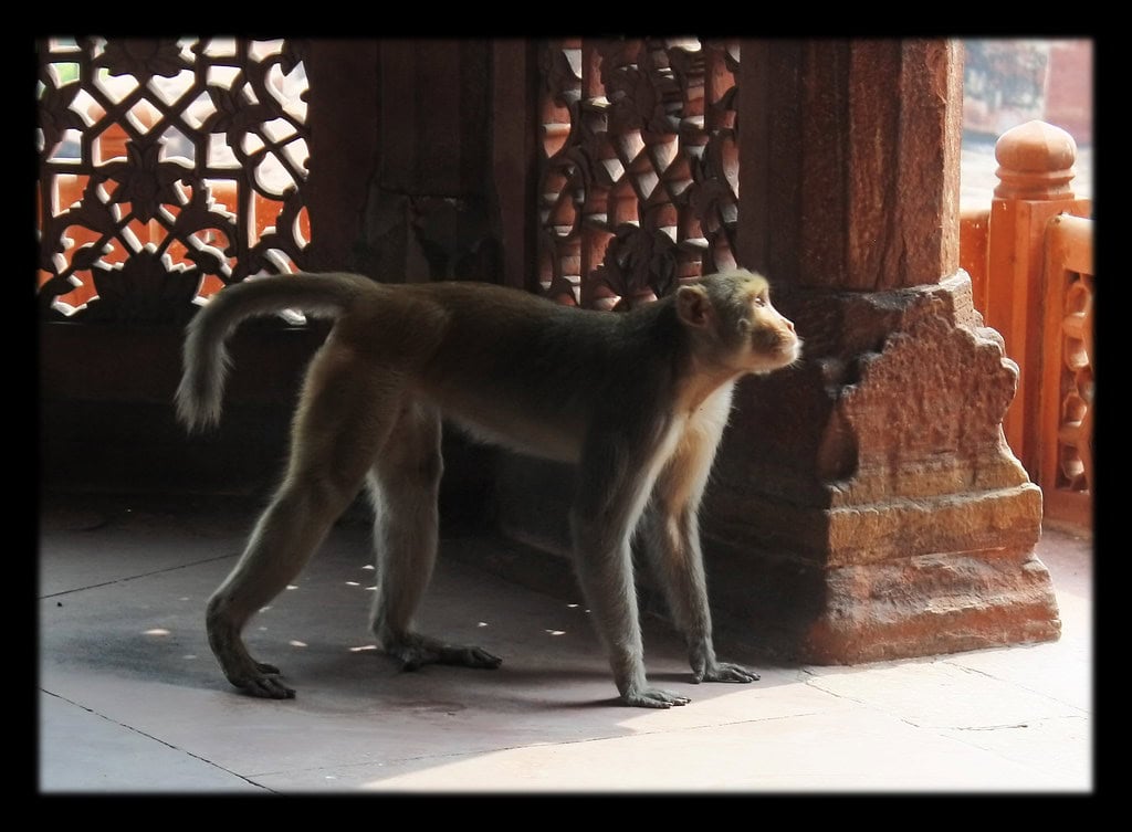 Rhesus Macaque