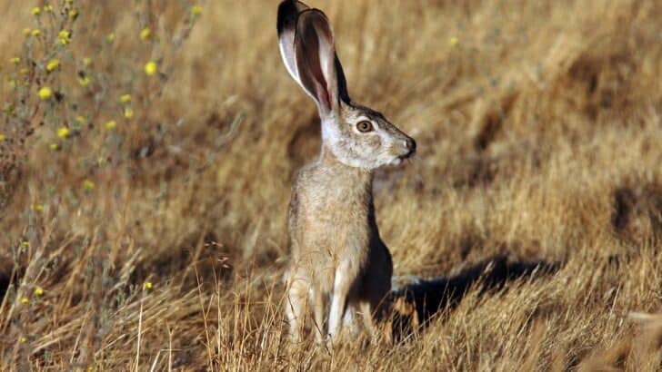 Animals That Survive Without Water in the Southwest