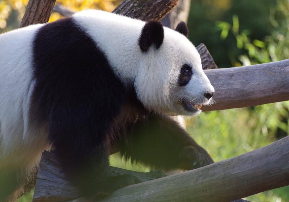panda, large panda bear, china, bamboo, zoo, fur, endangered, panda, panda, panda, panda, panda