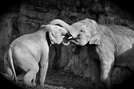 Why Elephants Are Sacred in Southeast Asian Legends