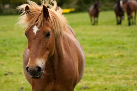 From Feast to Forbidden: Why Horses Are Off the Menu in Many Countries
