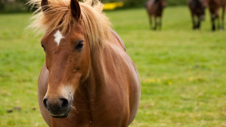 From Feast to Forbidden: Why Horses Are Off the Menu in Many Countries