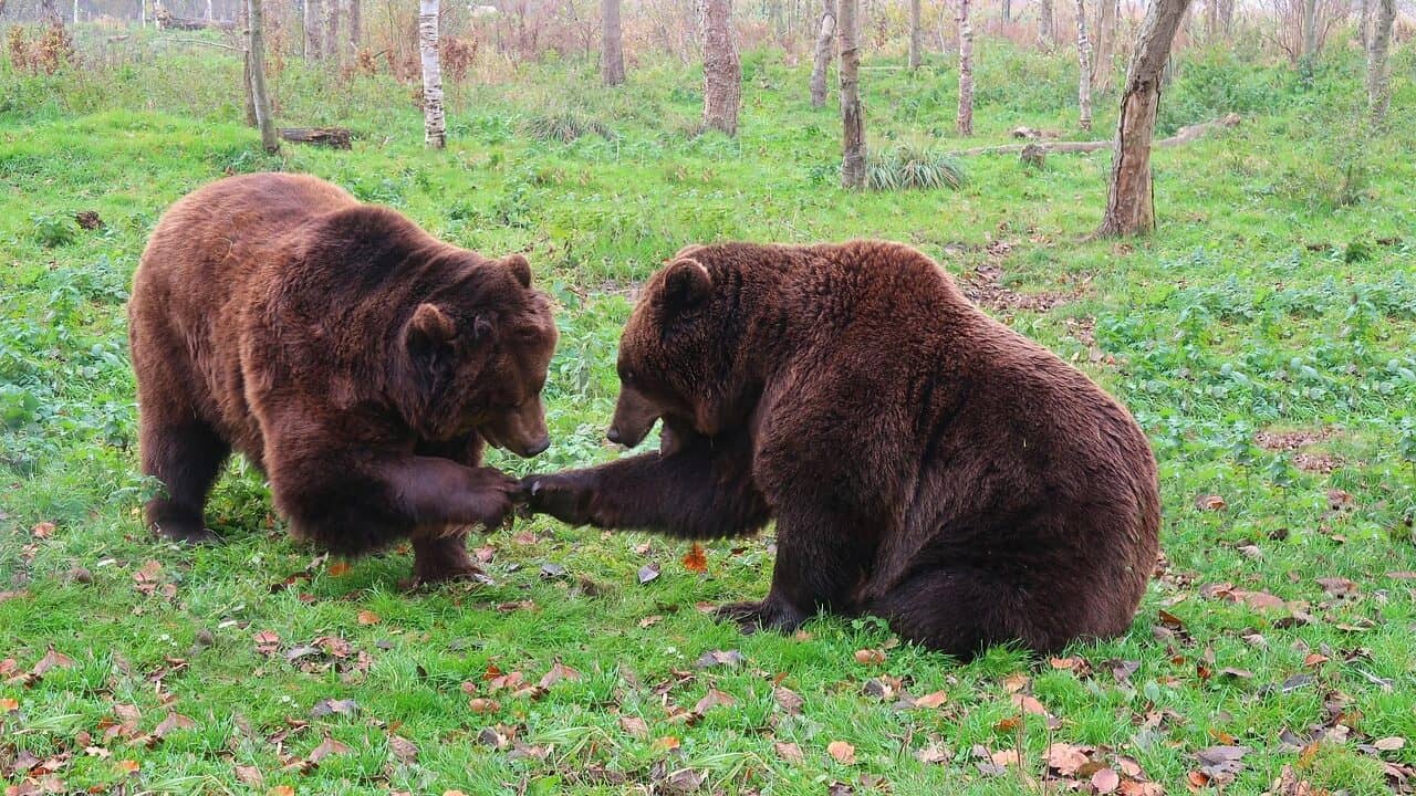 bear, bears, brown bear, zoo, predator, play, romp, bear, bear, bear, bear, bear, brown bear, brown bear, brown bear, brown bear