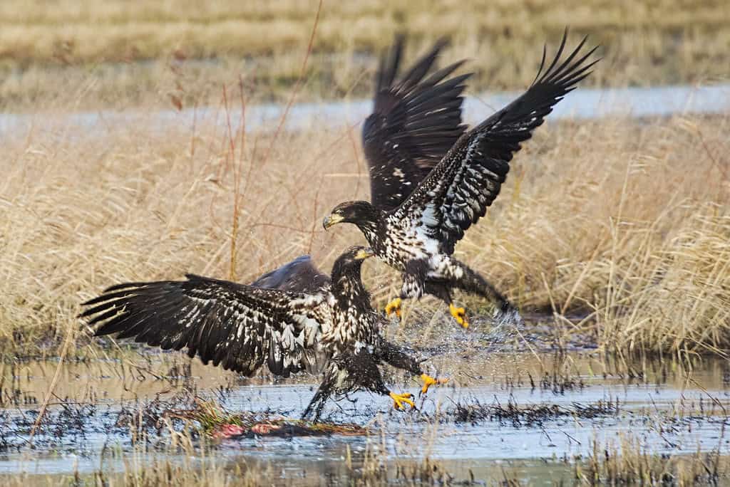 Bald Eagles Fighting
