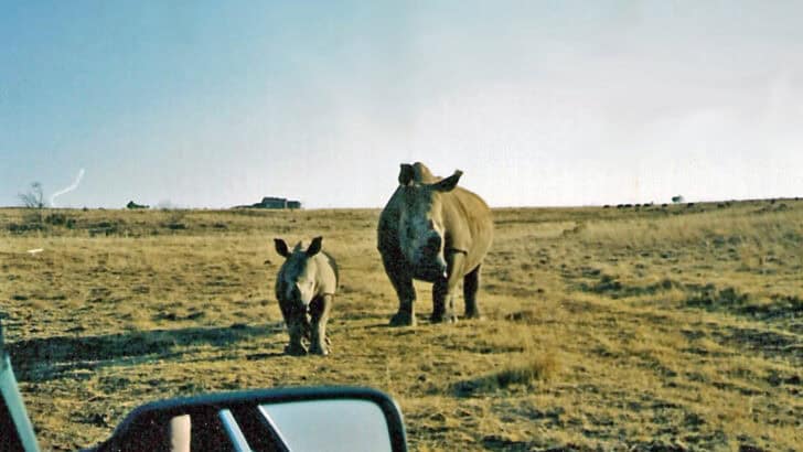 Saving Rhinos: What Anti-Poaching Teams Are Up Against