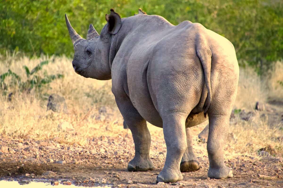 a rhinoceros walking on dirt