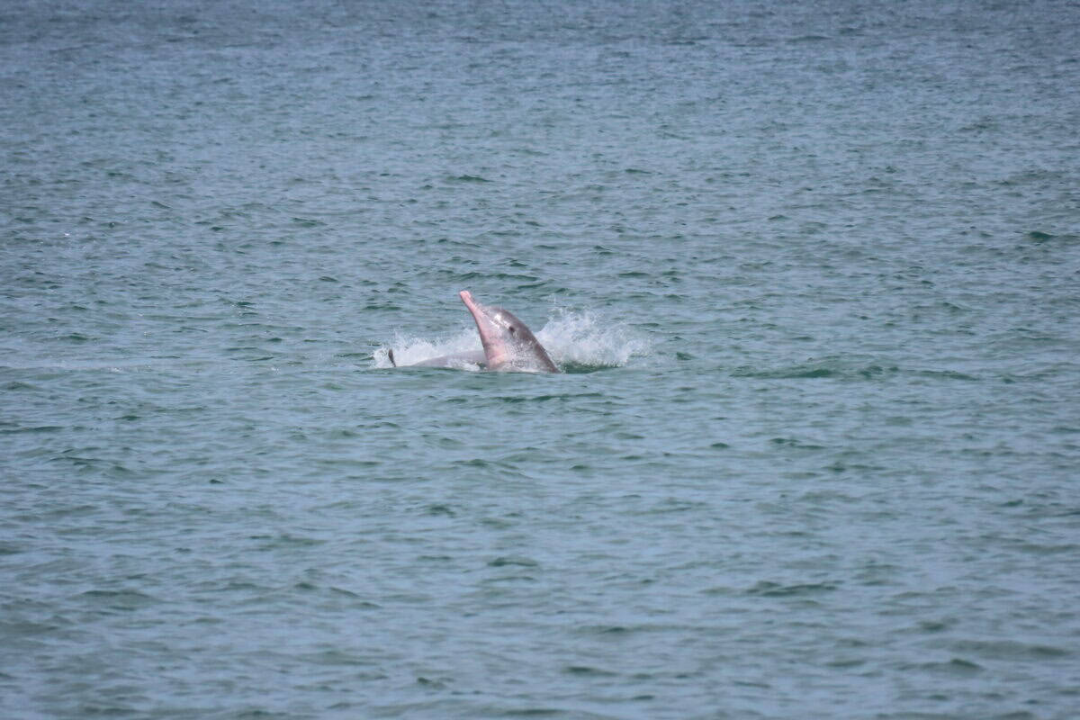Indo-Pacific humpback dolphin