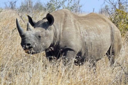 The Tragic History Behind Rhino Poaching in Africa