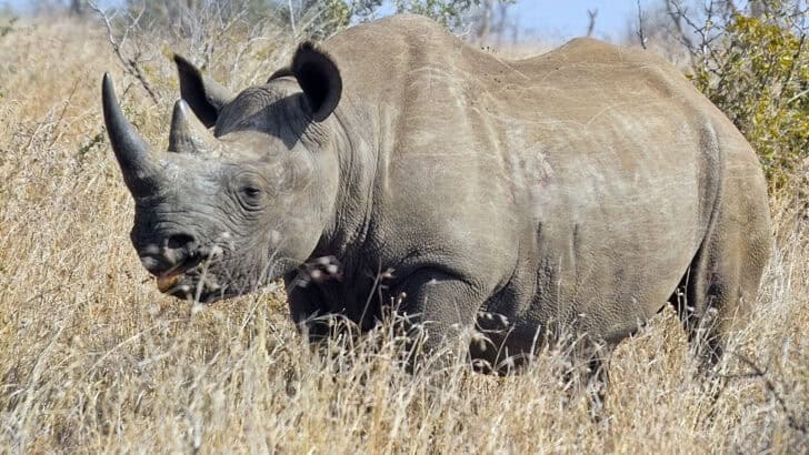The Tragic History Behind Rhino Poaching in Africa