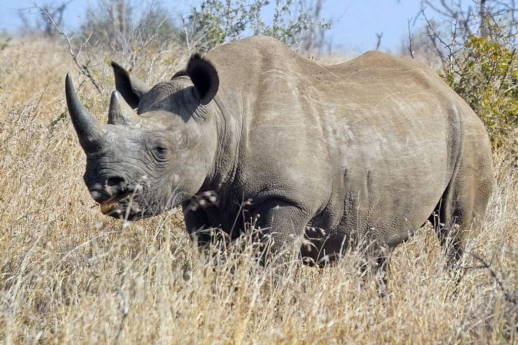 Rhinozeros