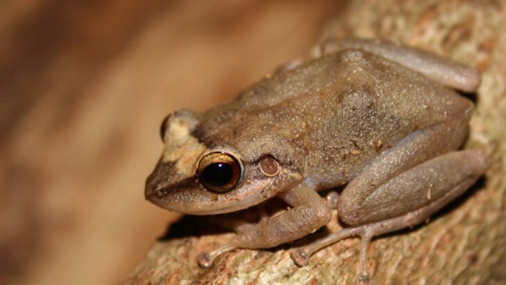 This Tiny Frog Is Loud Enough to Hurt Human Ears