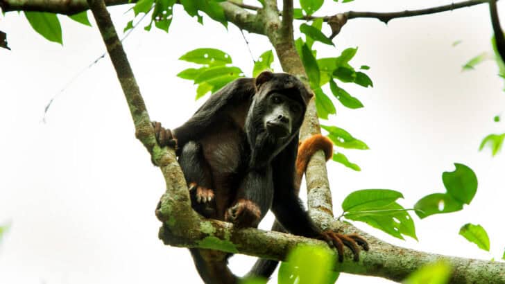 Best Destinations to Hear Howler Monkeys at Dawn