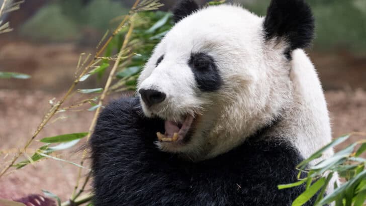 How Bamboo Shapes Every Aspect of a Panda’s Life
