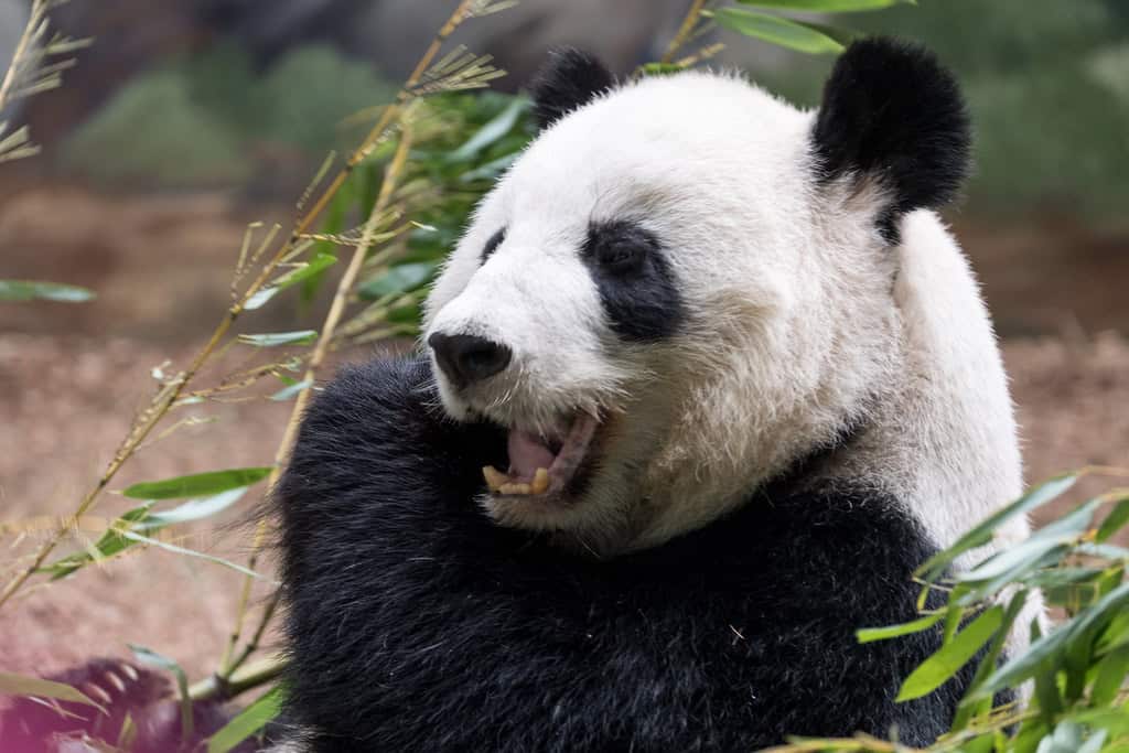 Panda eating bamboo