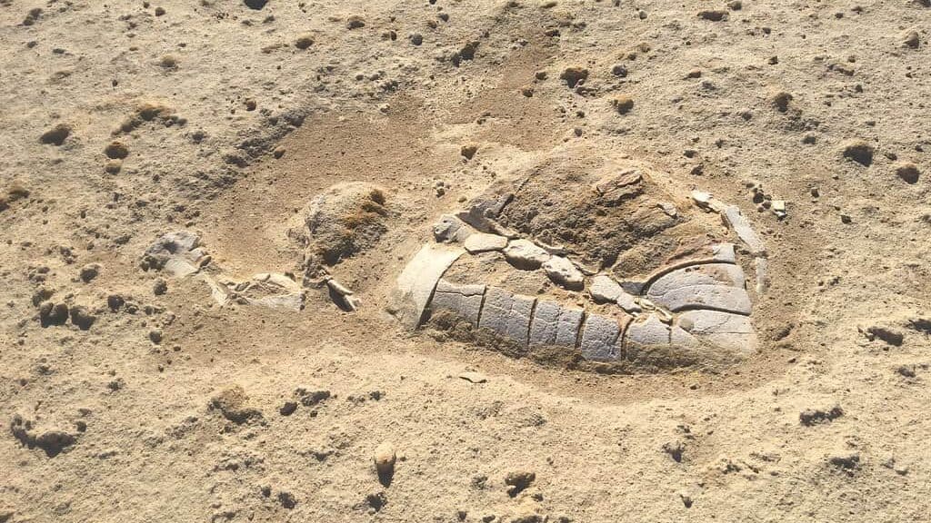 Sea turtle fossil