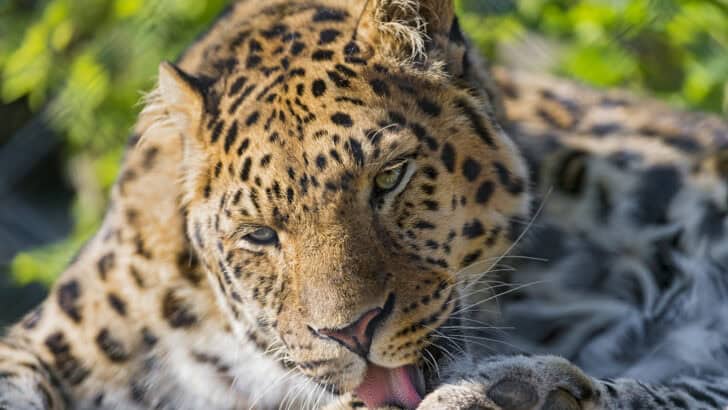 Is There Hope for the Critically Endangered Amur Leopard?